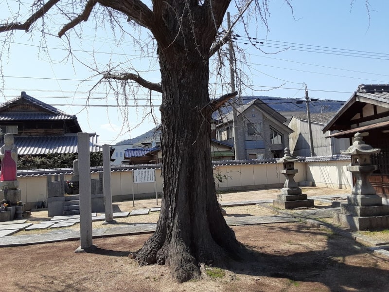 洲崎寺　保存木