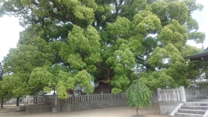 大楠（おおくす）香川県天然記念物