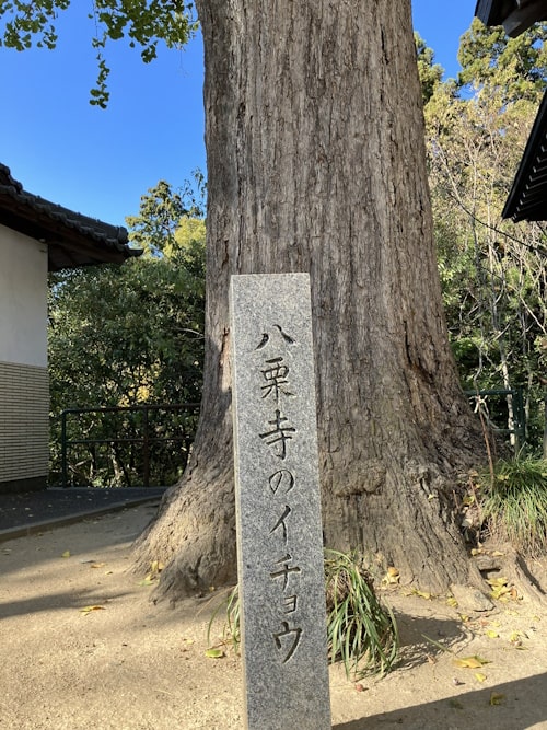香川県の保存木「おはつきいちょう」八栗寺のイチョウ