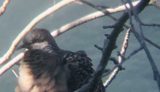 高松市の野鳥 キジバト