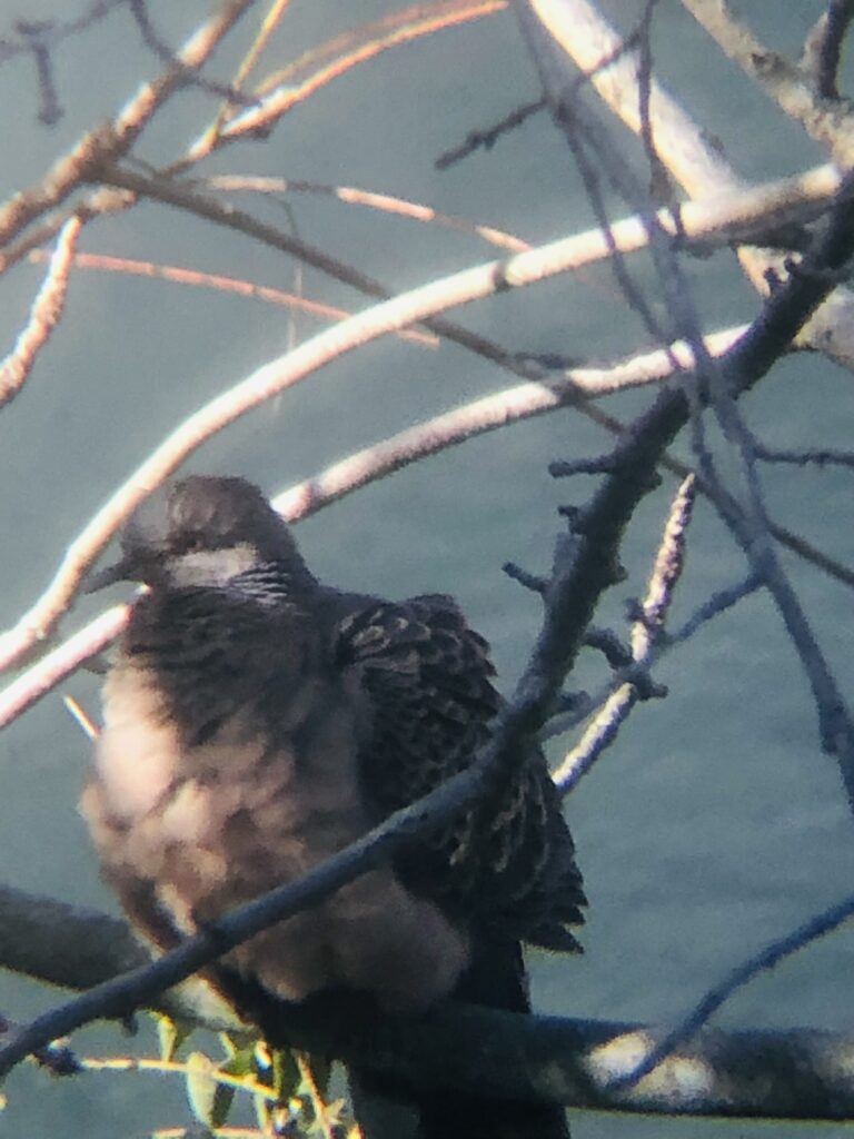 高松市の野鳥 キジバト