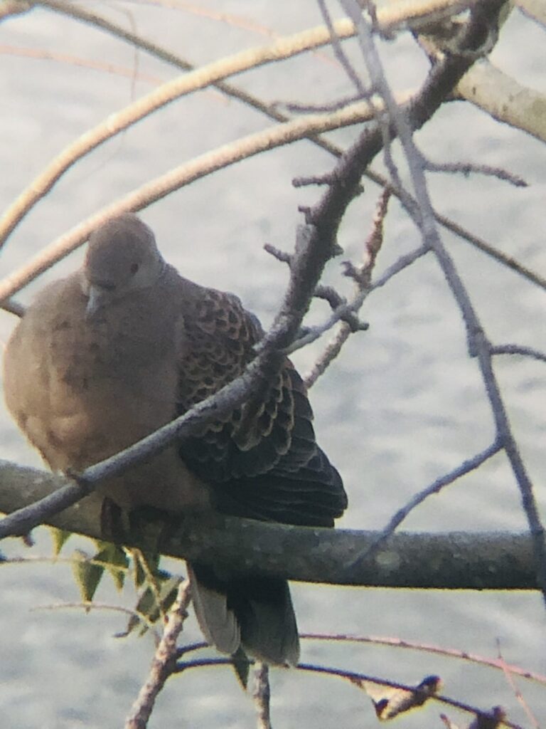 高松市の野鳥 キジバト