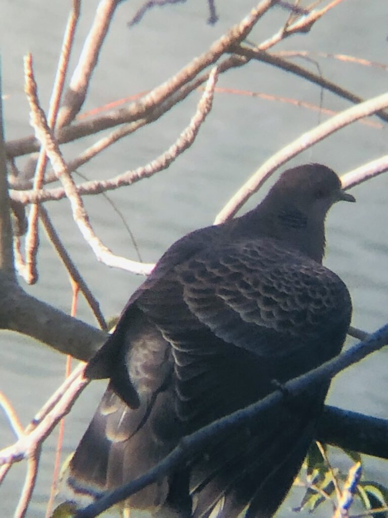 高松市の野鳥 キジバト