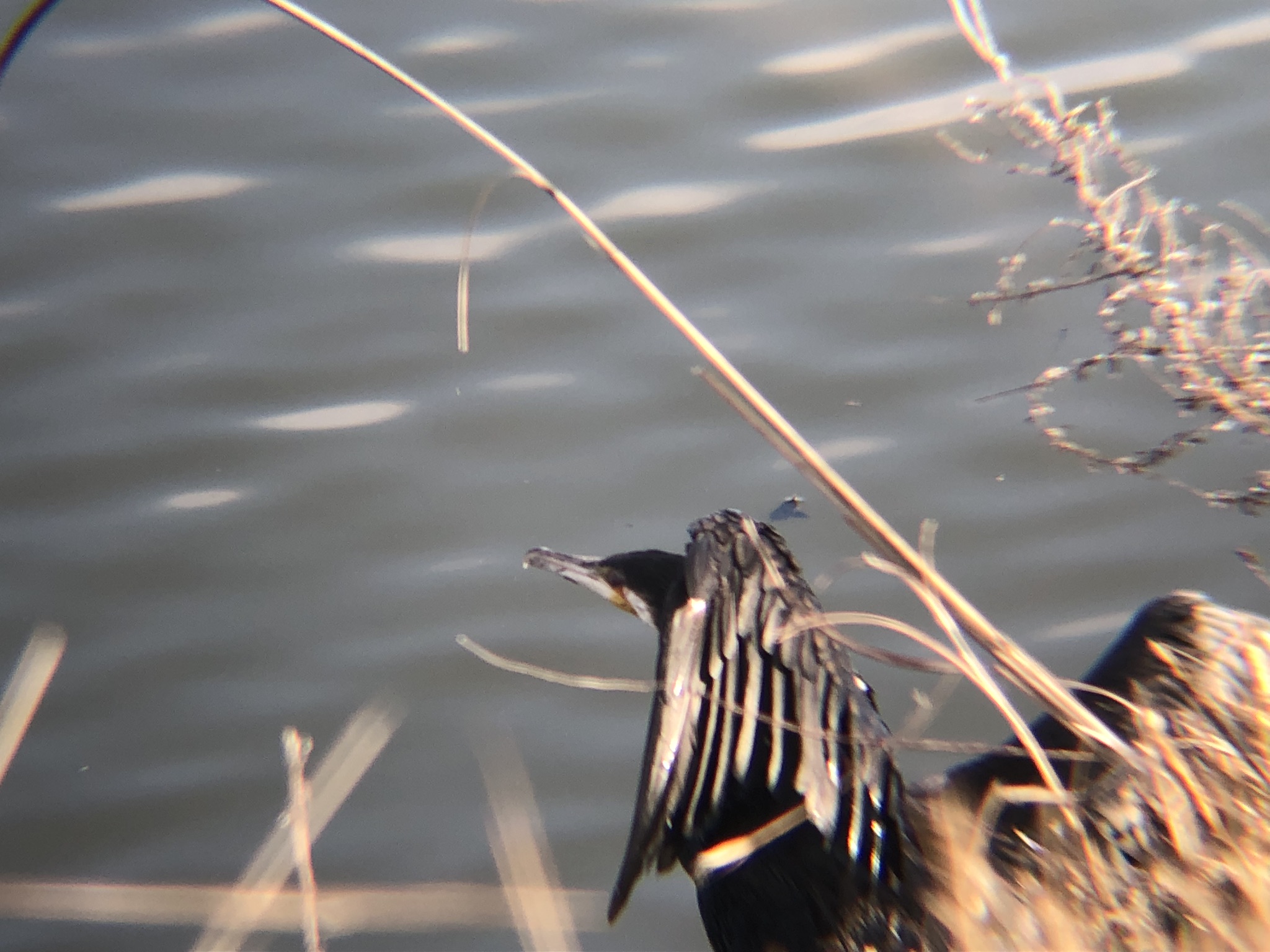 カワウ 高松市のため池 12月撮影