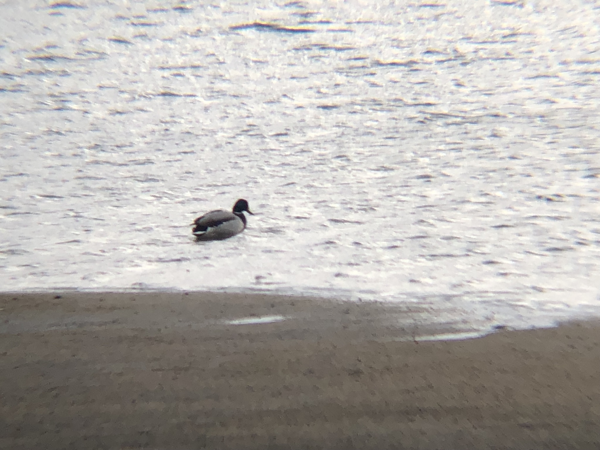 マガモ 高松市屋島 相引川河口