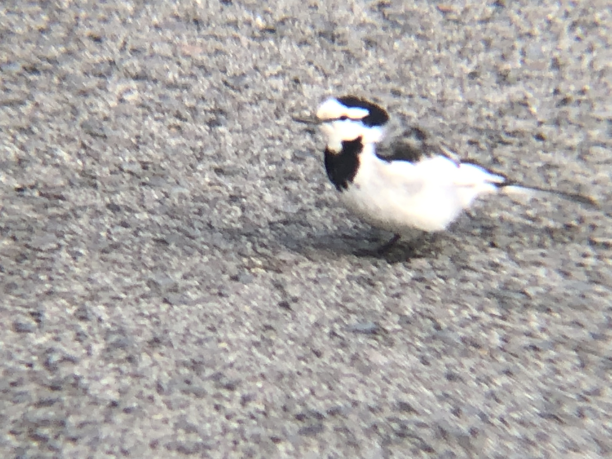 ハクセキレイ 牟礼町1月撮影