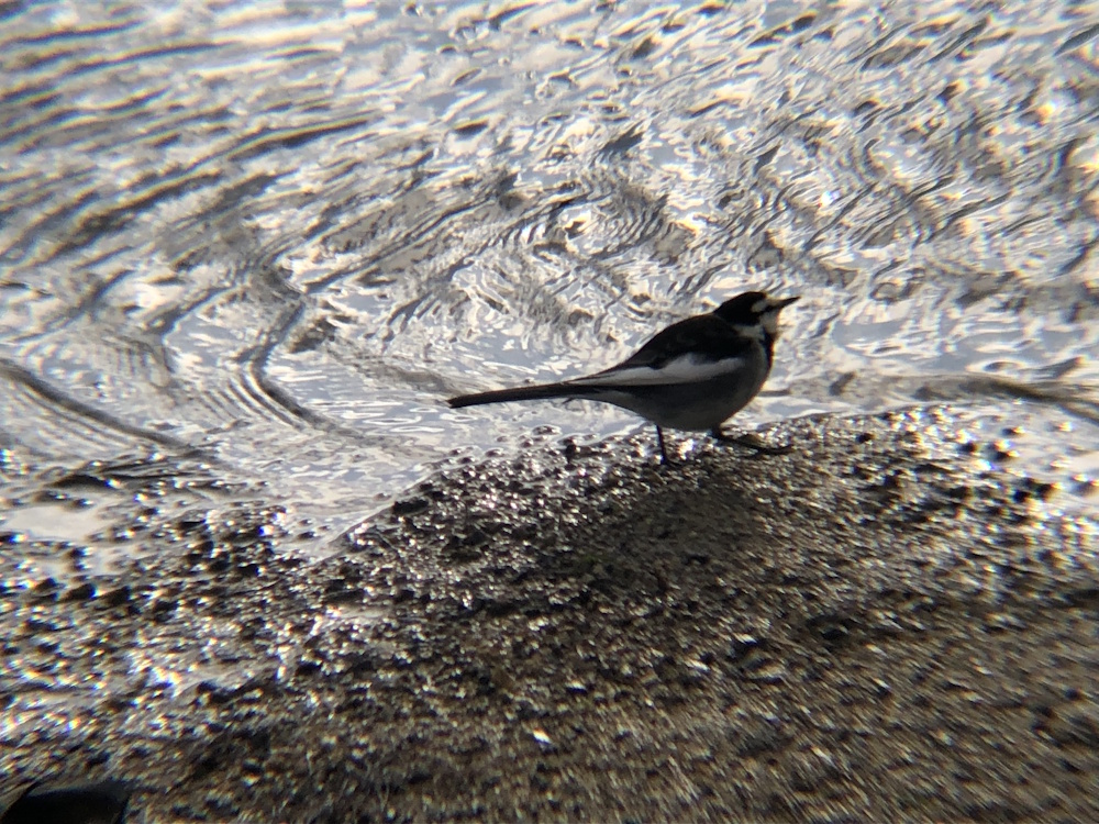 ハクセキレイ 牟礼町1月撮影