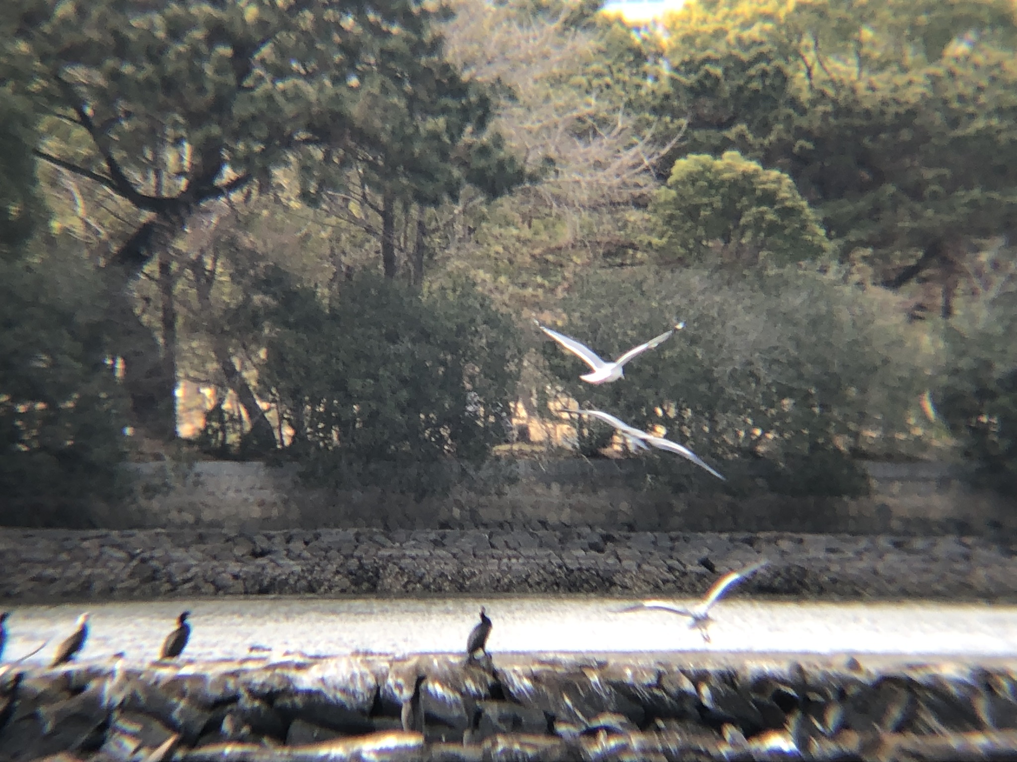 カワウとカモメ