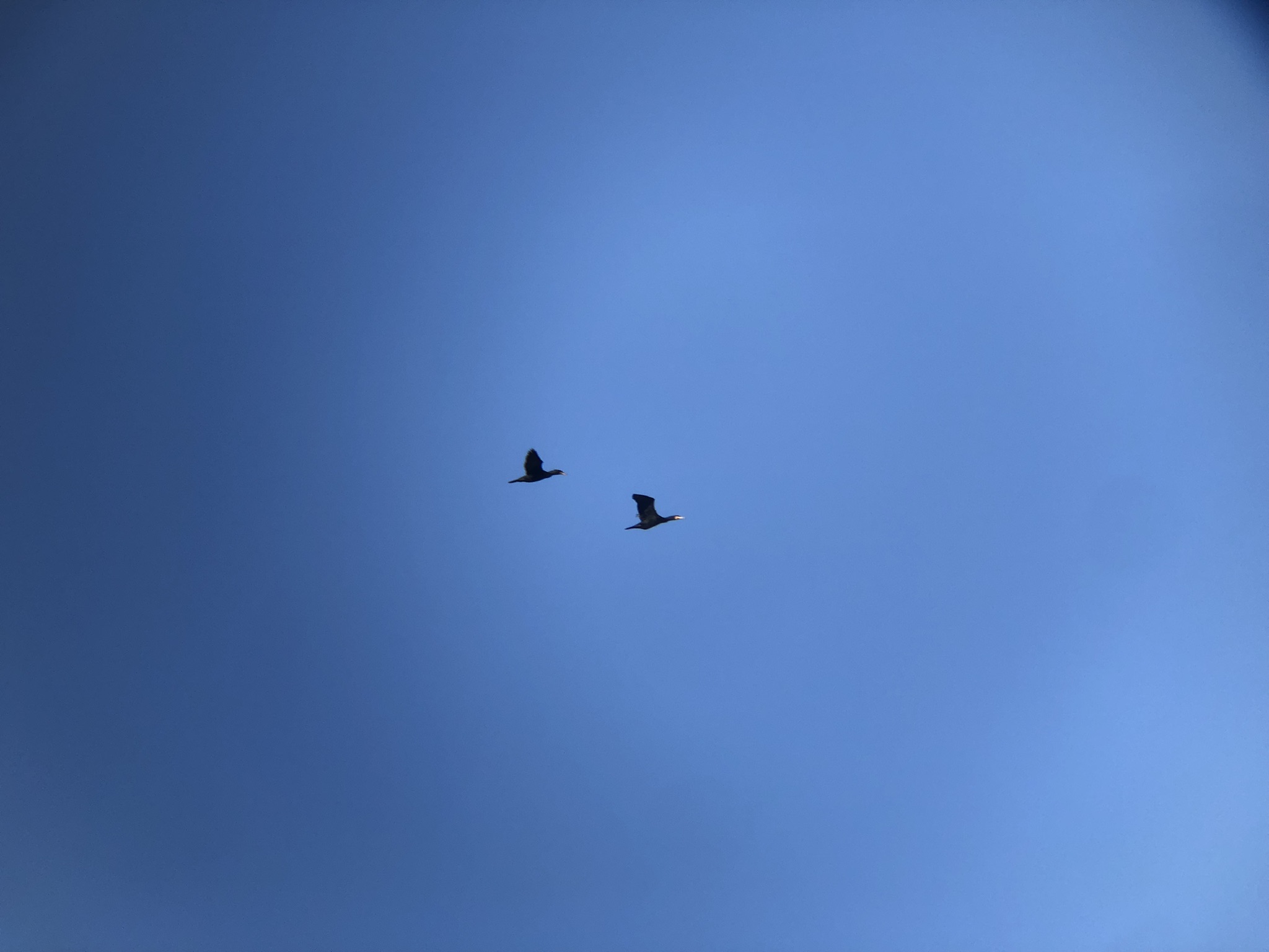 カワウ飛翔 屋島東町 海岸 2月