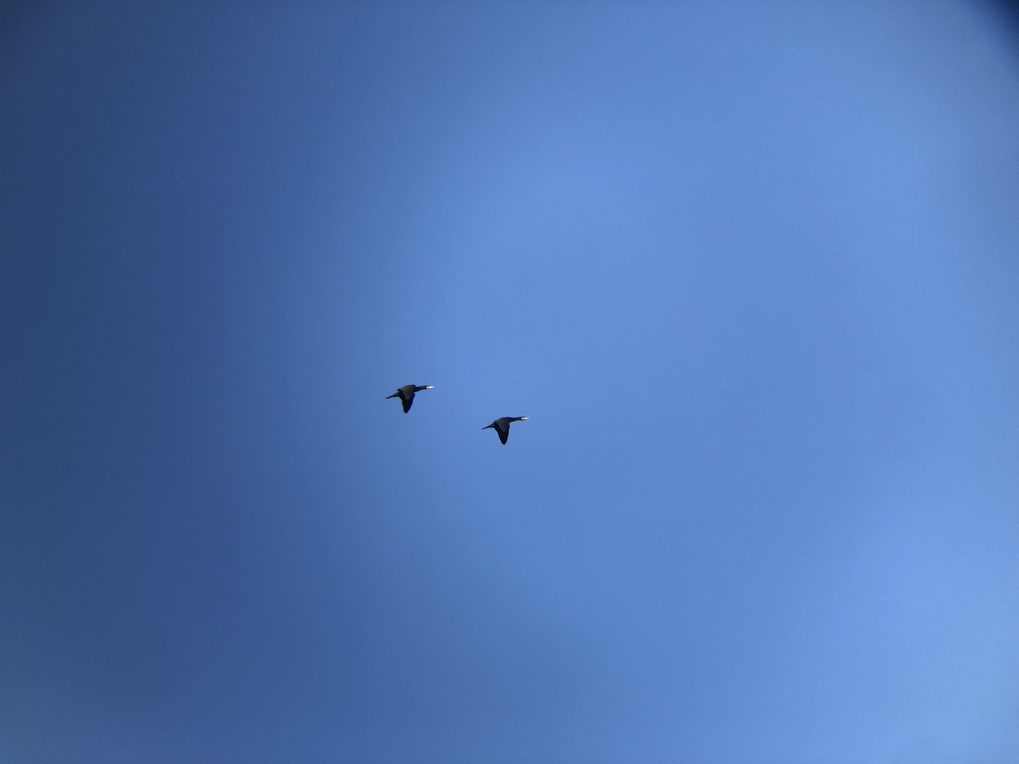 カワウ飛翔 屋島東町 海岸 2月