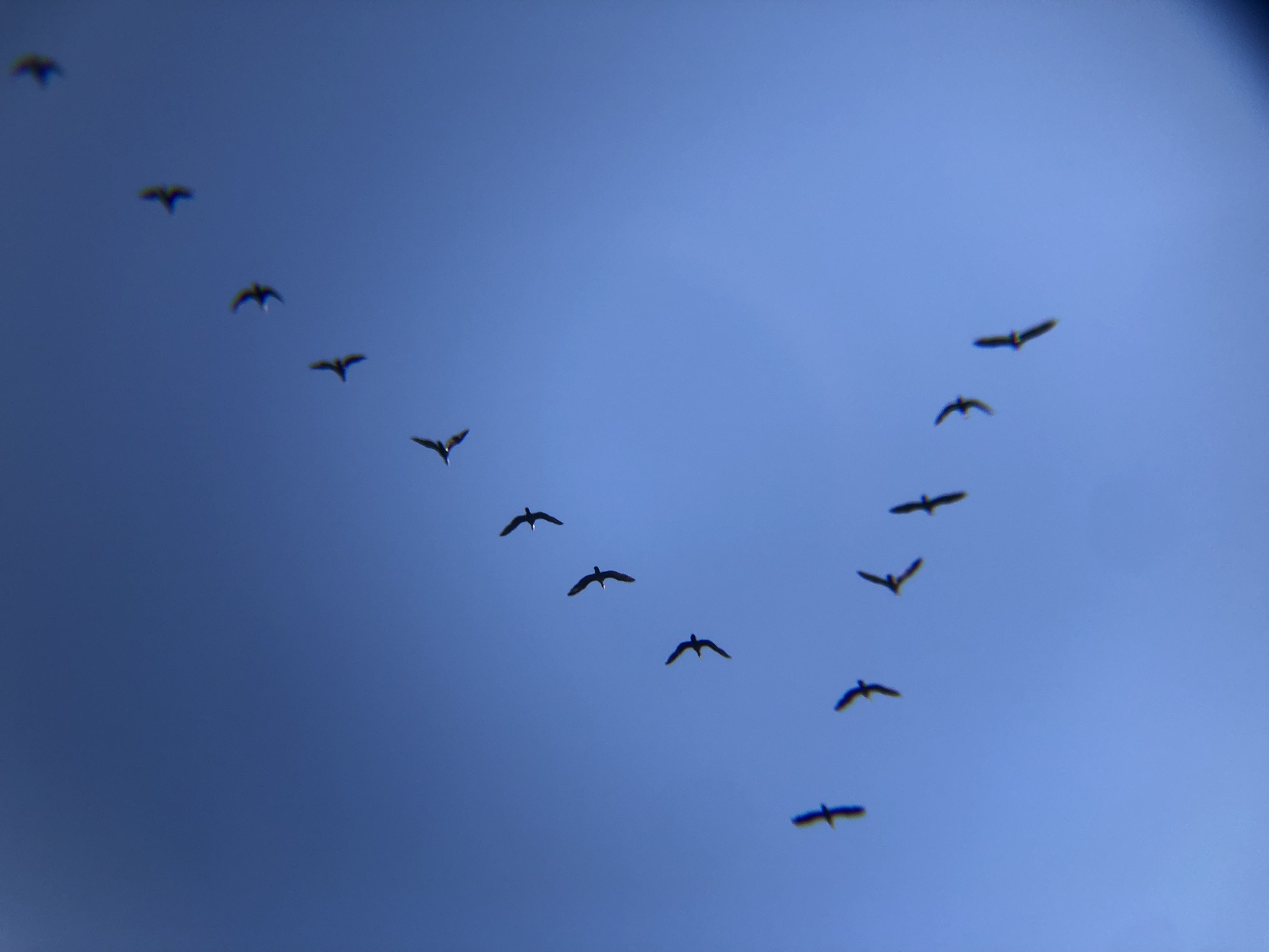 カワウV字飛翔 屋島東町 海岸 2月