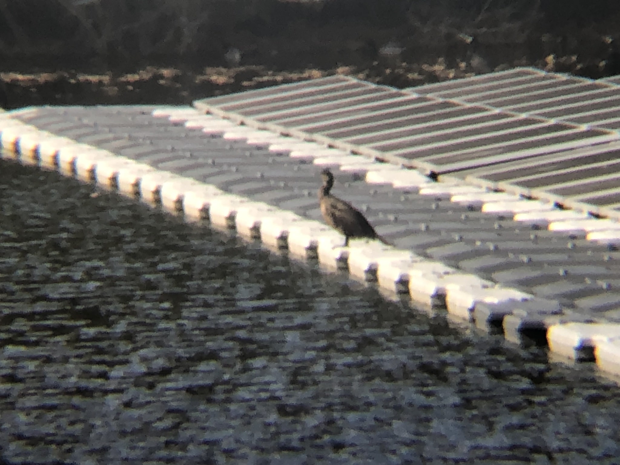 カワウ 牟礼町 郷屋敷 裏 ため池