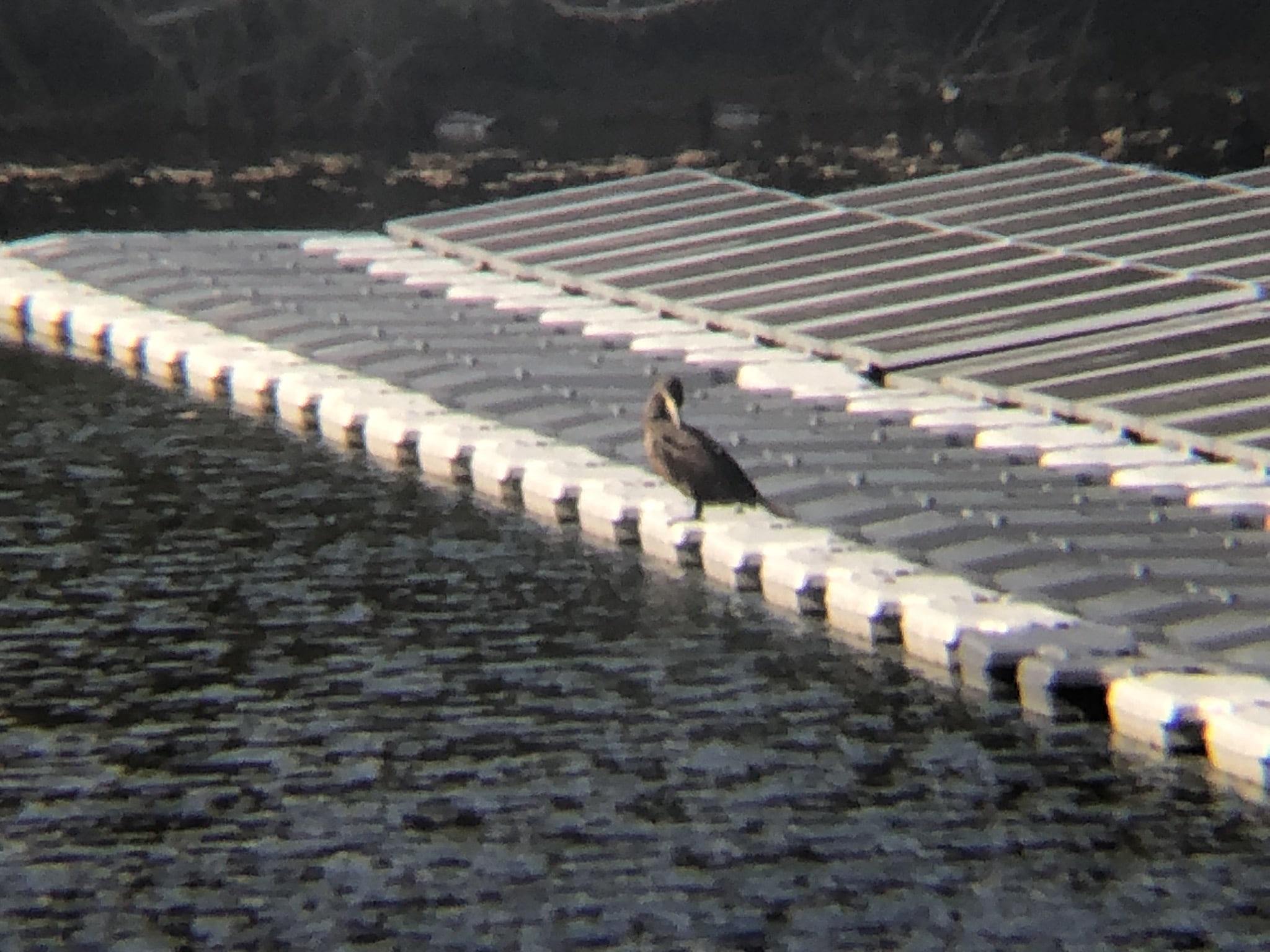 カワウ 牟礼町 郷屋敷 裏 ため池