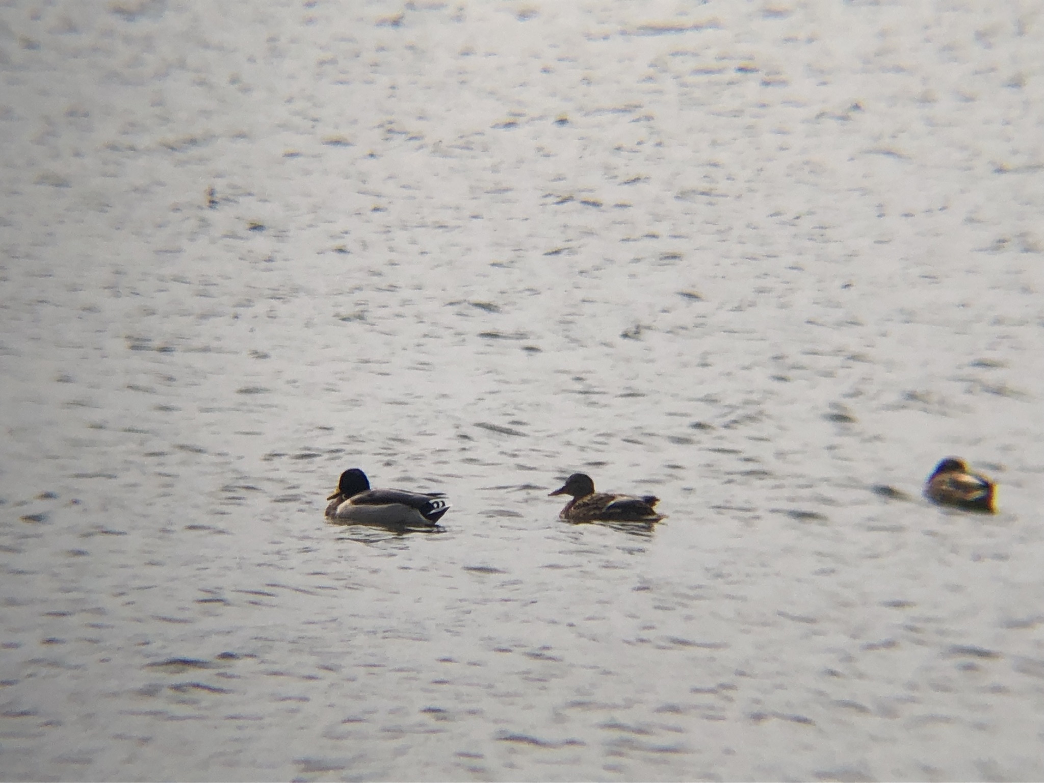 マガモ 高松市屋島 新川河口3月撮影