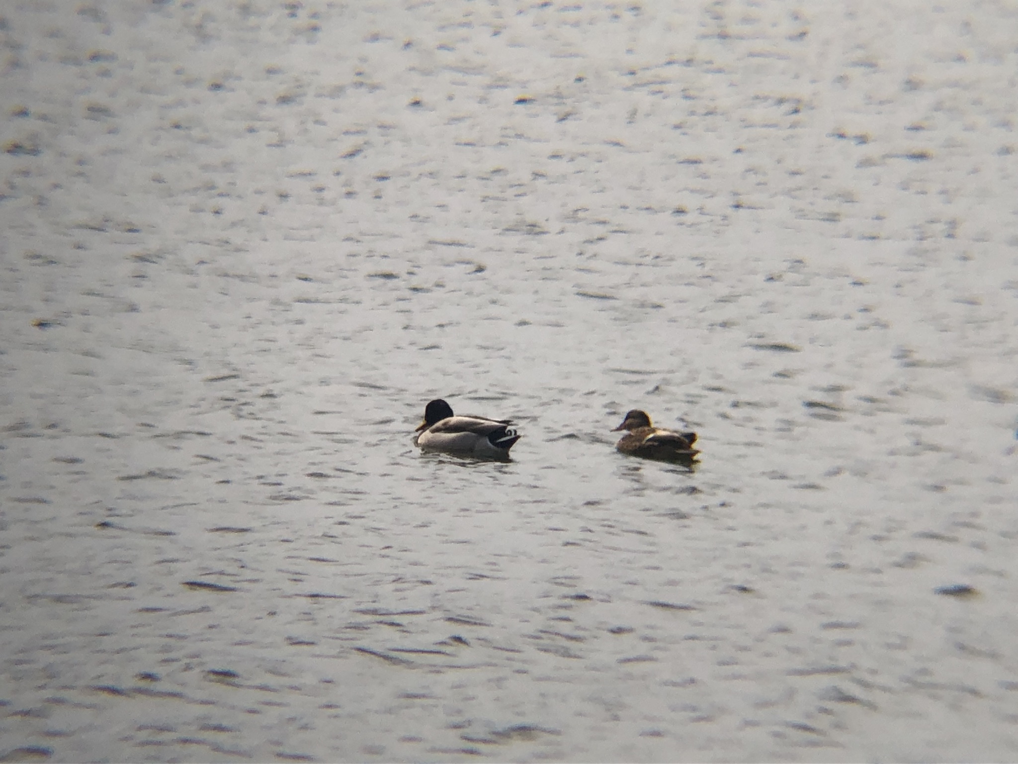 マガモ 高松市屋島 新川河口3月撮影