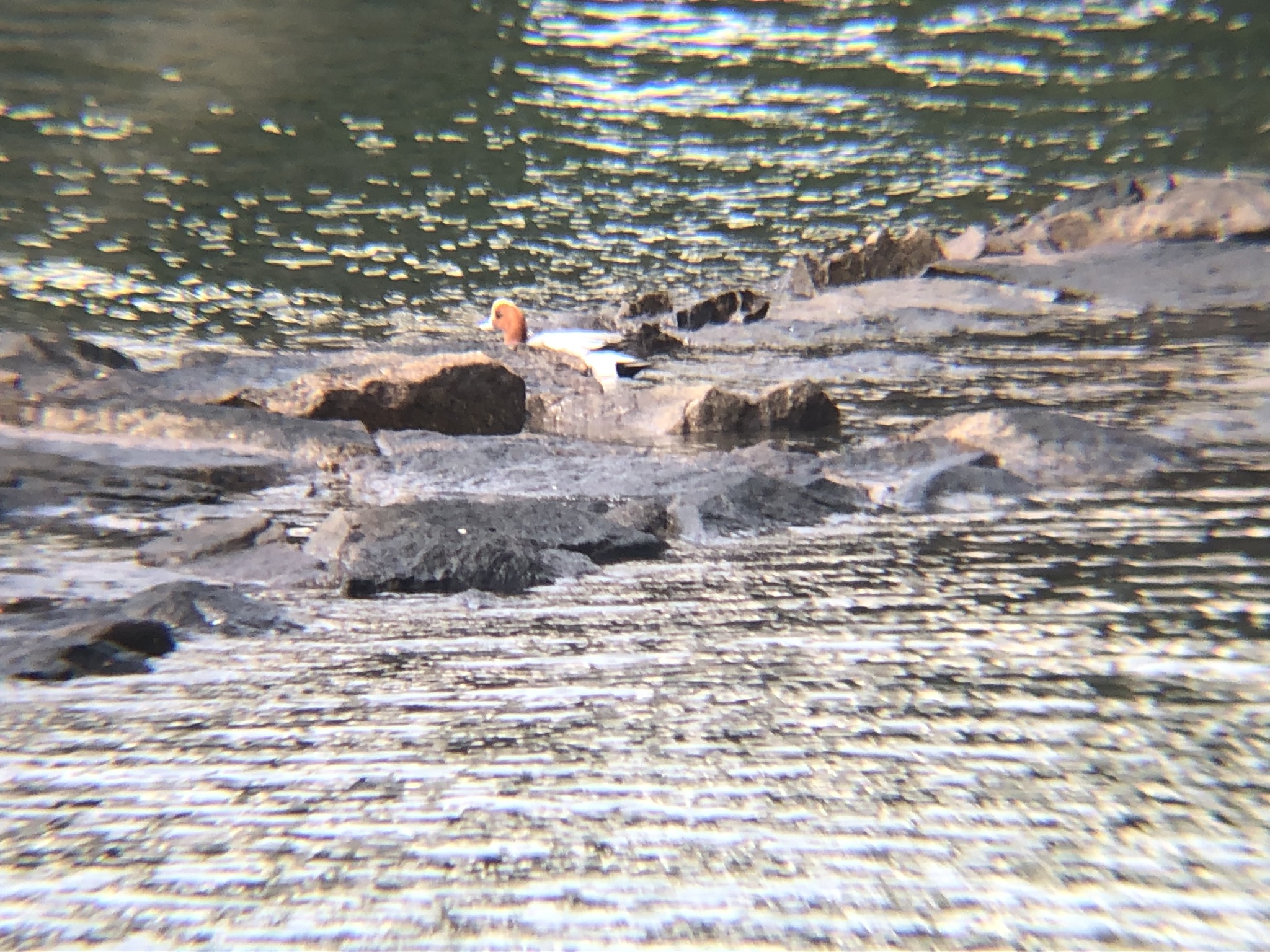 ヒドリガモ 高松市屋島新川河口 3月撮影