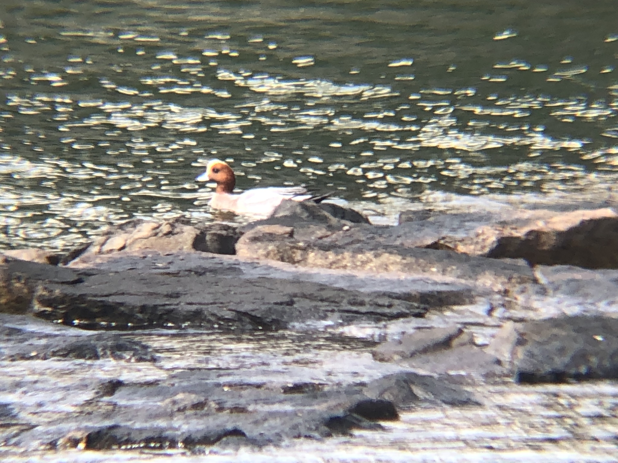 ヒドリガモ 高松市屋島新川河口 3月撮影