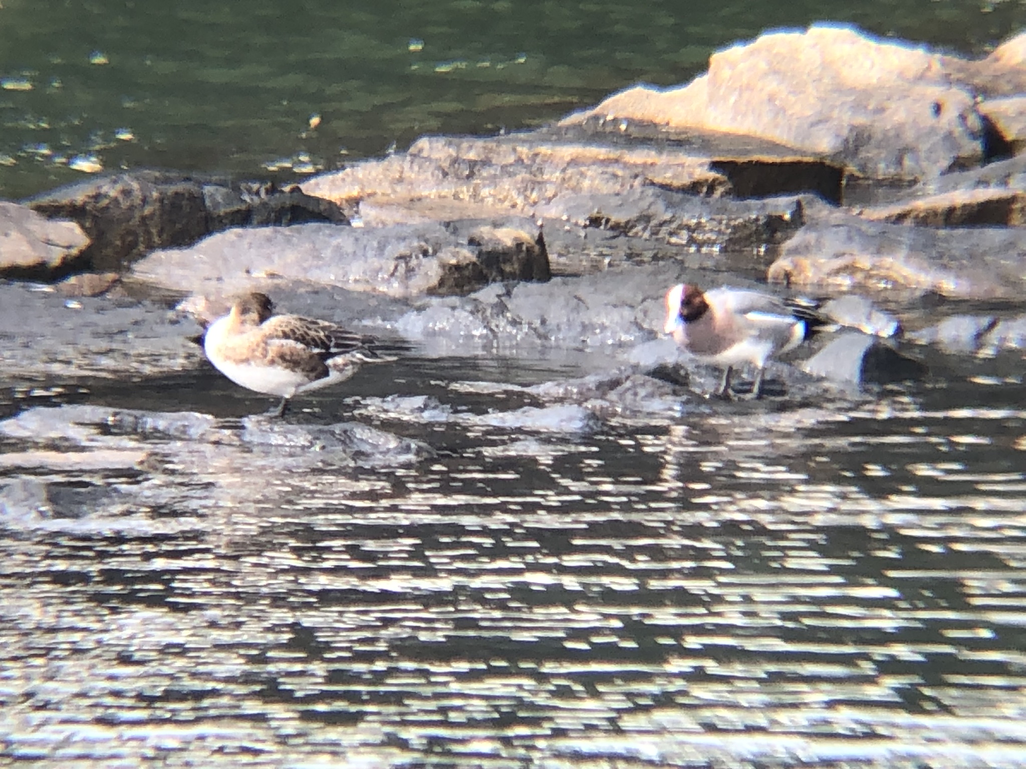 ヒドリガモ 高松市屋島新川河口 3月撮影