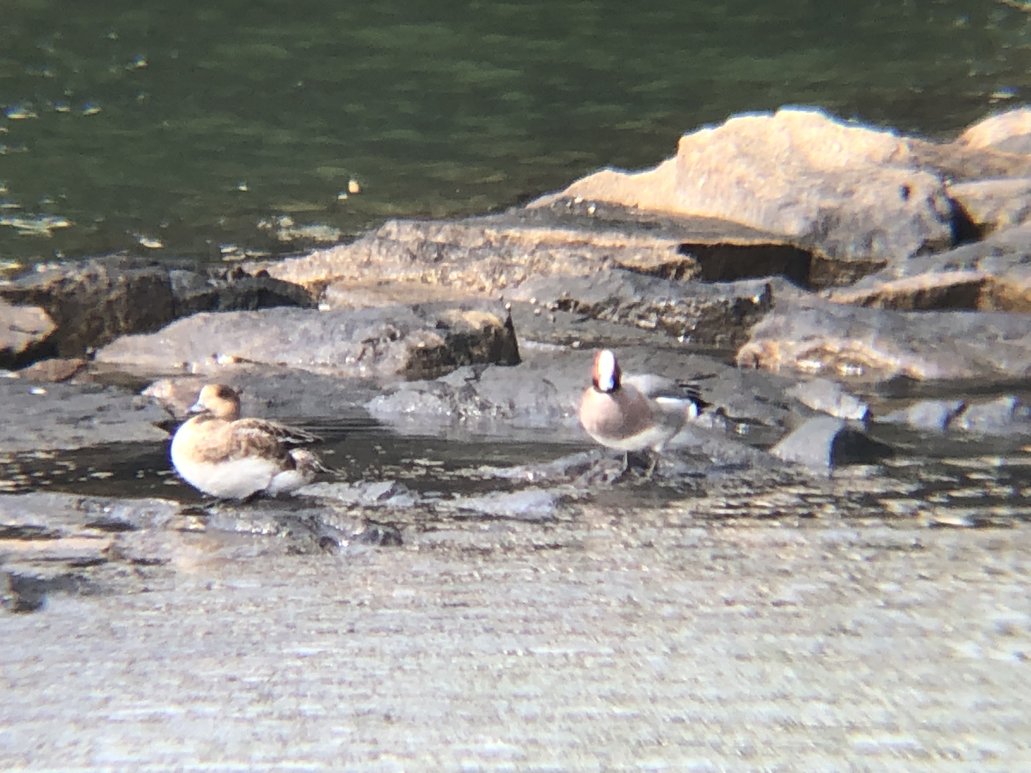 ヒドリガモ 高松市屋島新川河口 3月撮影