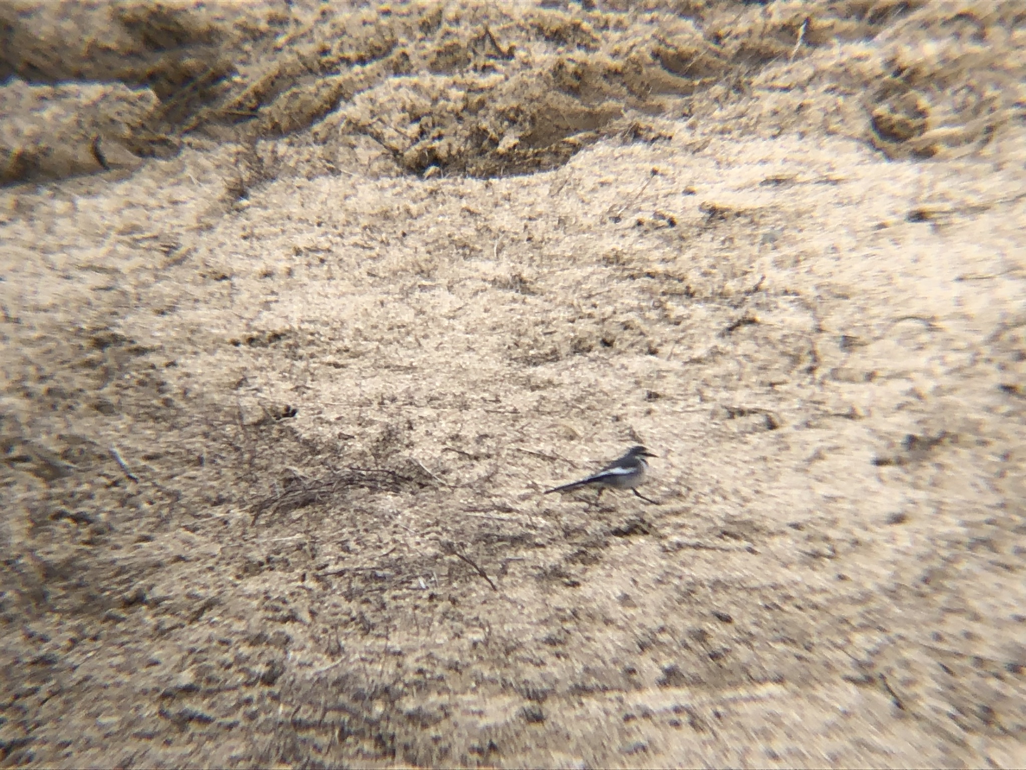 ハクセキレイ 高松市牟礼町3月撮影!