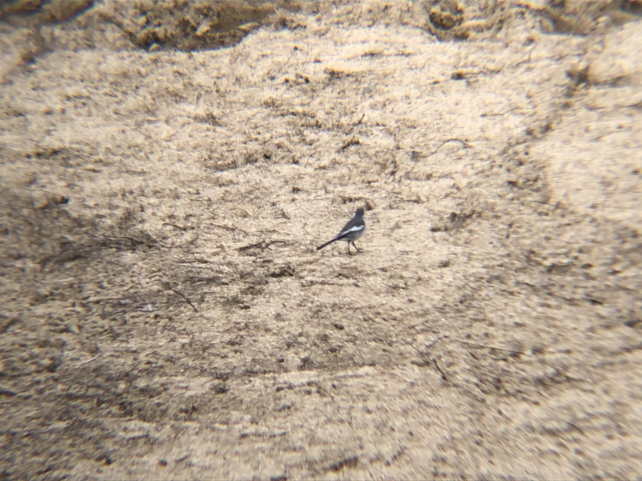 ハクセキレイ 高松市牟礼町3月撮影!