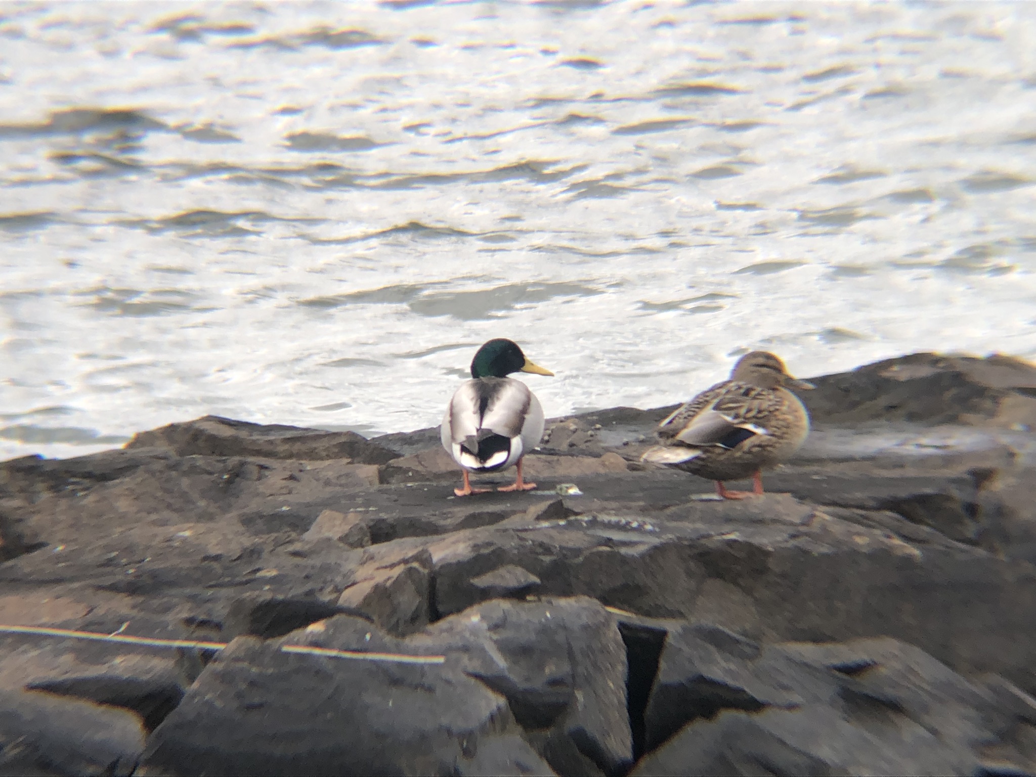 マガモ 高松市屋島 相引川河口3月