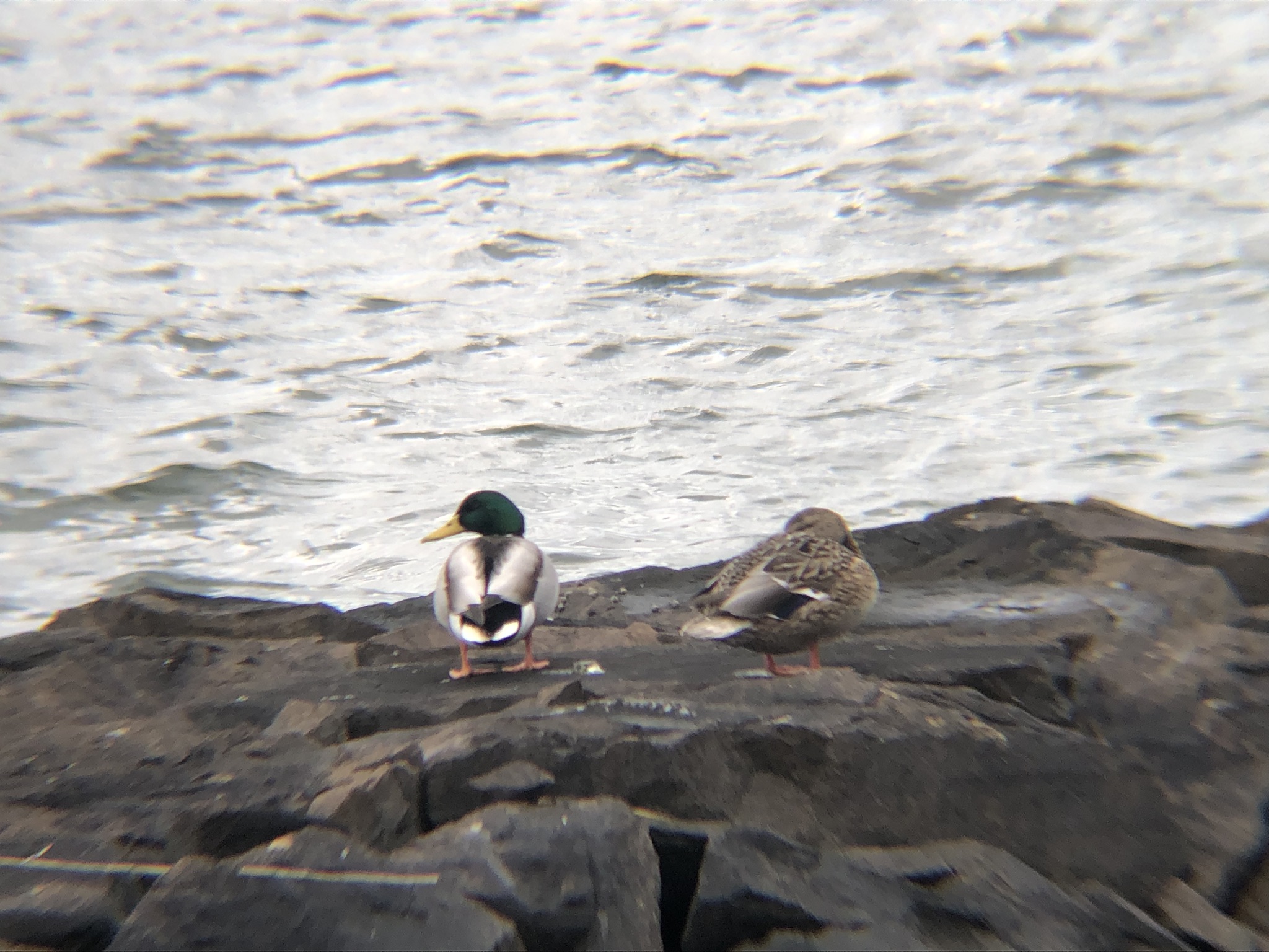 マガモ 高松市屋島 相引川河口3月