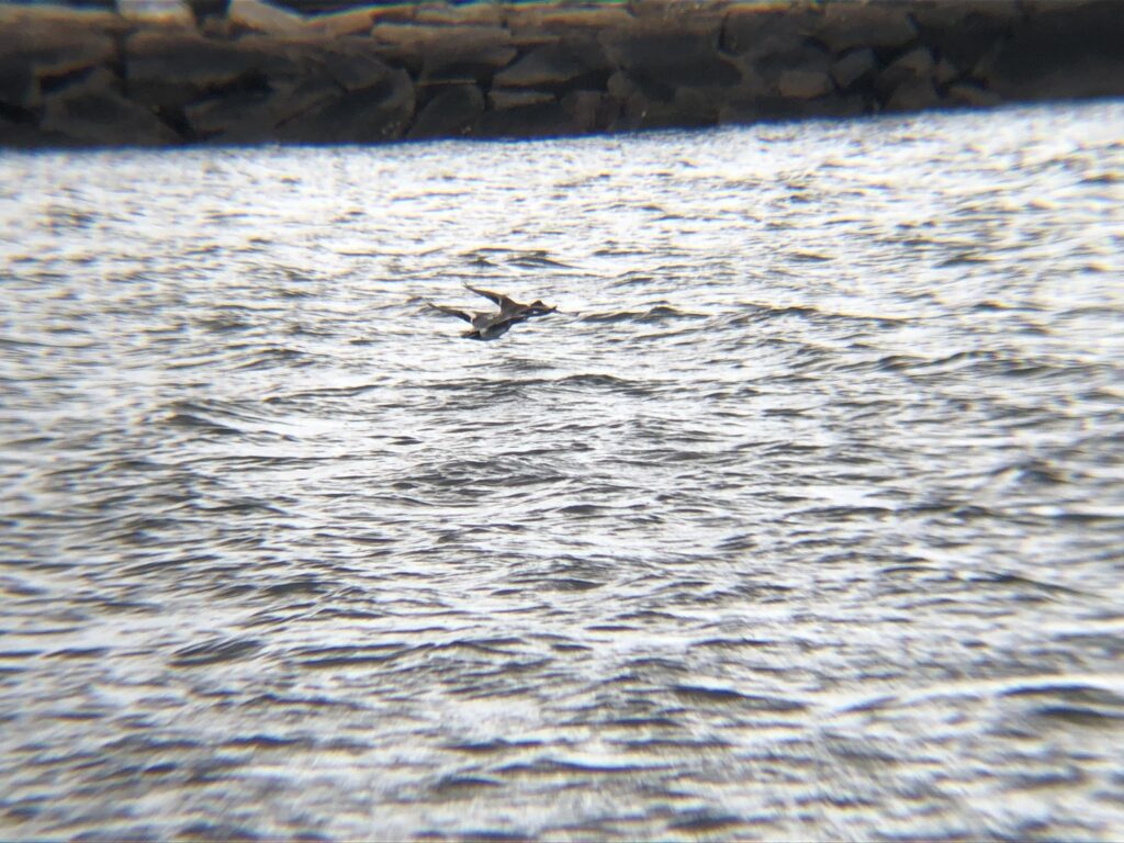 ヒドリガモ 高松市牟礼町 原 ため池 3月