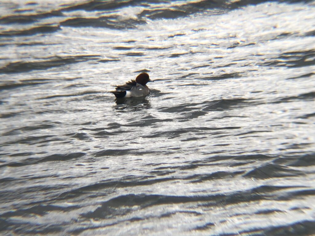 ヒドリガモ 高松市牟礼町 原 ため池 3月