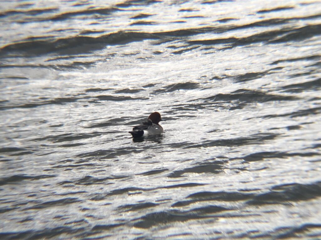 ヒドリガモ 高松市牟礼町 原 ため池 3月