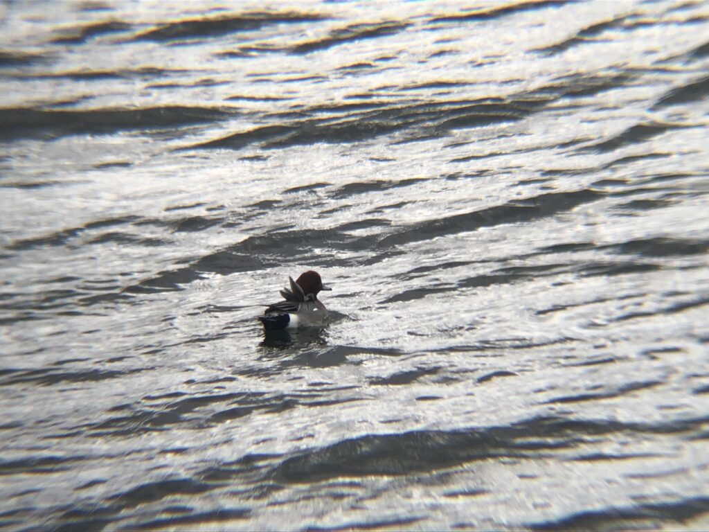 ヒドリガモ 高松市牟礼町 原 ため池 3月