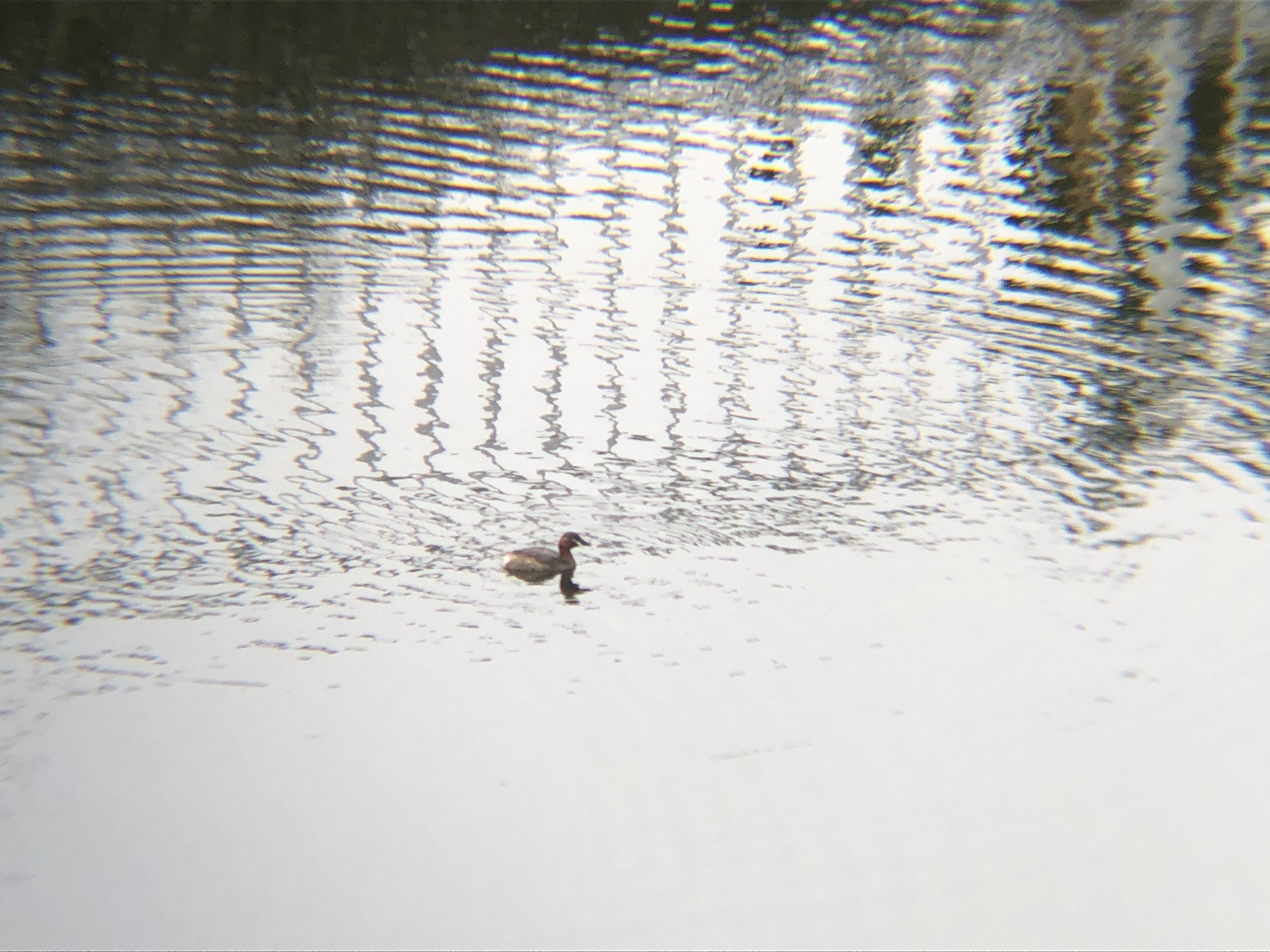 カイツブリ3月撮影場所:高松市牟礼町 ため池