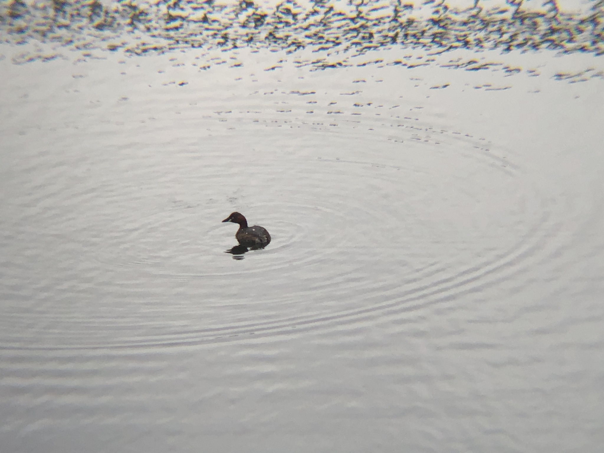 カイツブリ3月撮影場所:高松市牟礼町 ため池