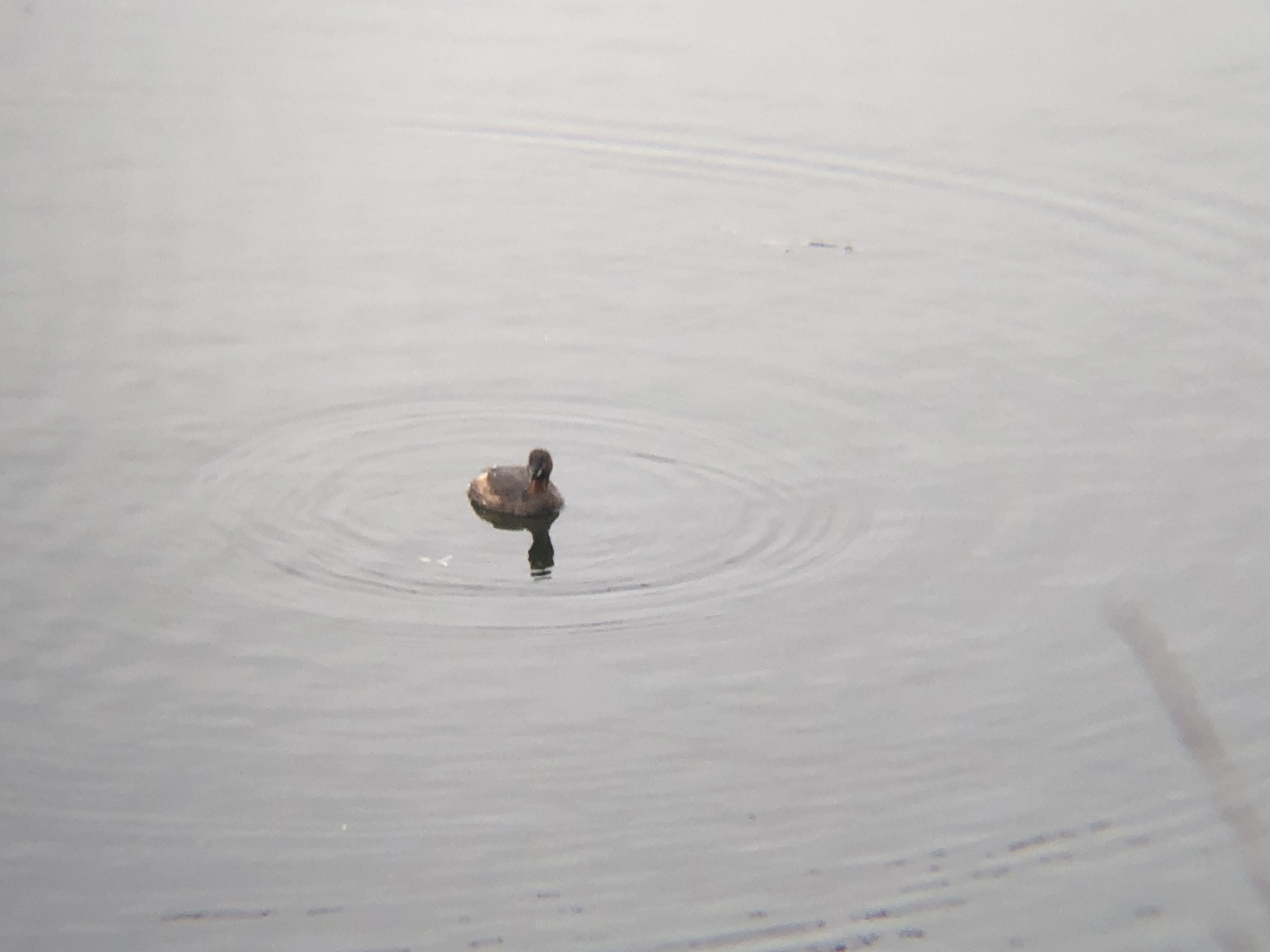 カイツブリ3月撮影場所:高松市牟礼町 ため池