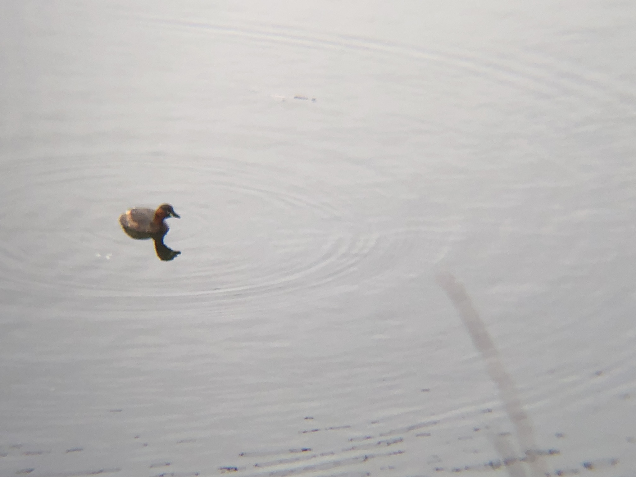 カイツブリ3月撮影場所:高松市牟礼町 ため池
