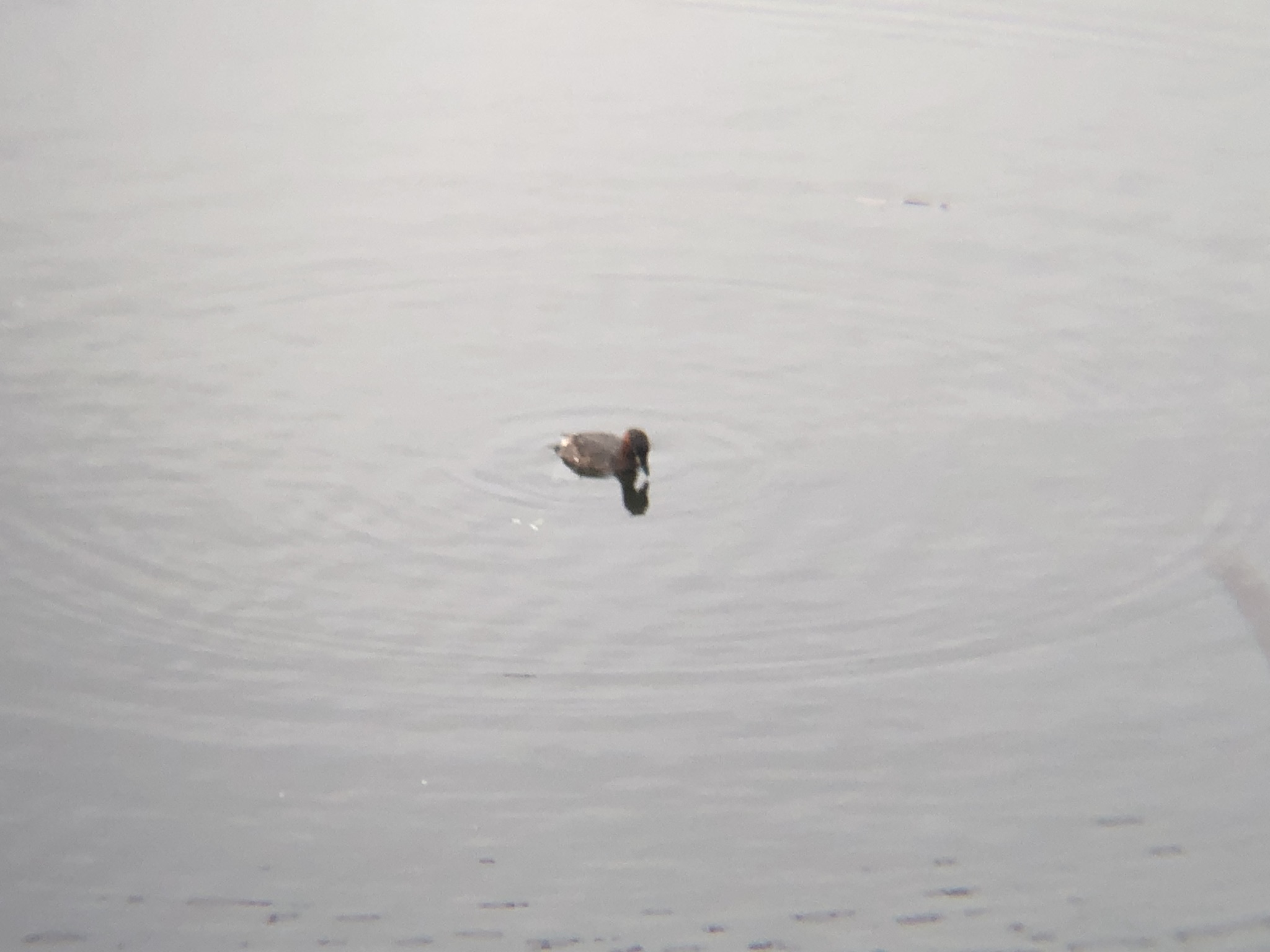 カイツブリ3月撮影場所:高松市牟礼町 ため池