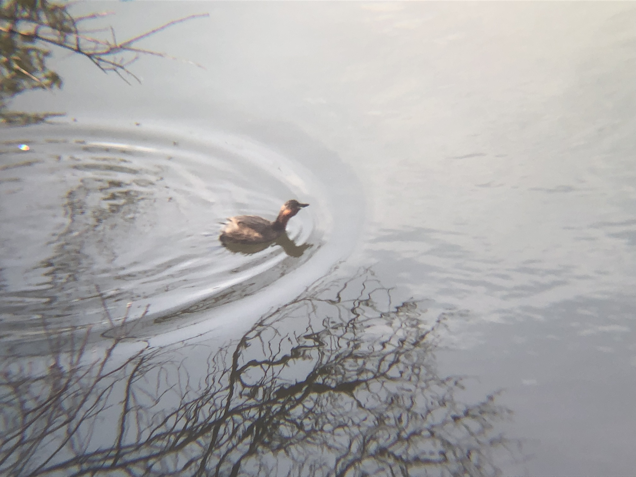 カイツブリ3月撮影場所:高松市牟礼町 ため池