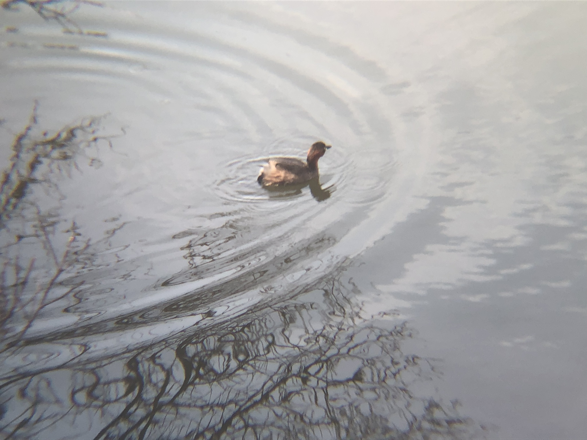 カイツブリ3月撮影場所:高松市牟礼町 ため池