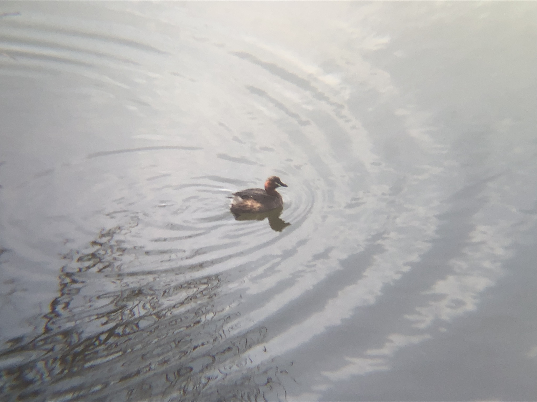 カイツブリ3月撮影場所:高松市牟礼町 ため池