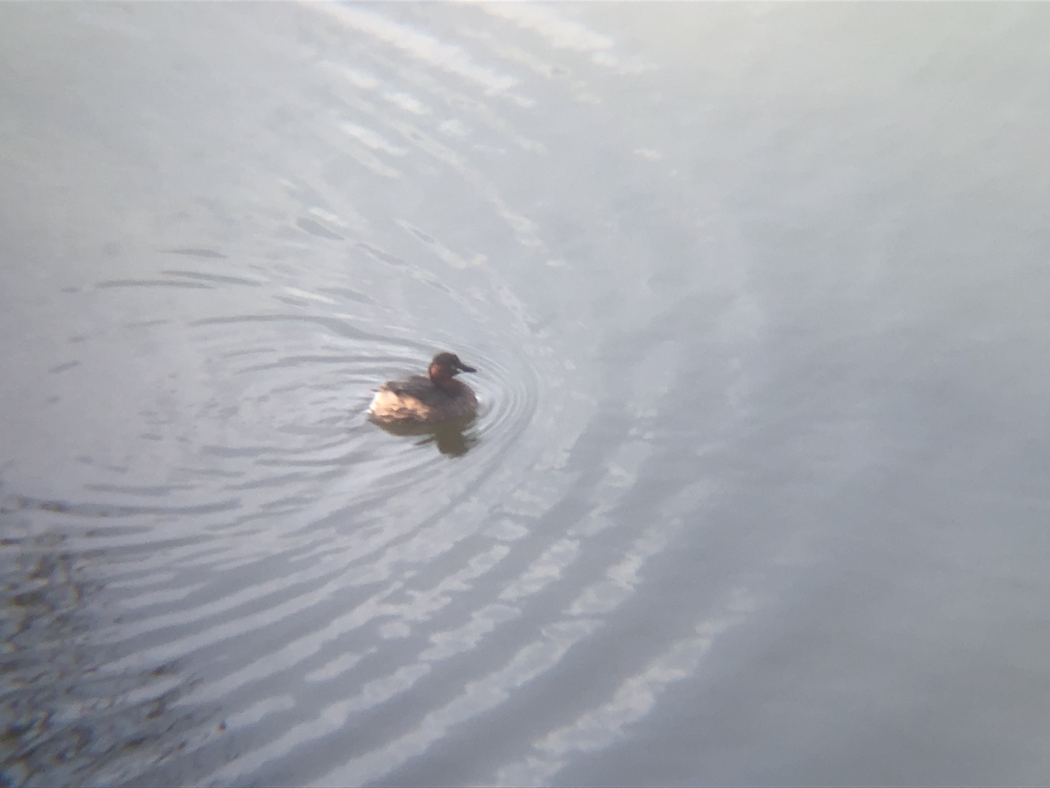 カイツブリ3月撮影場所:高松市牟礼町 ため池