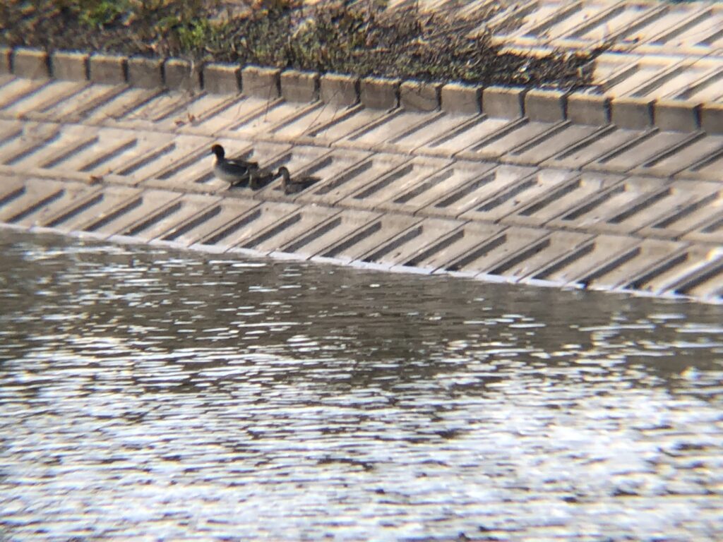 ヒドリガモ 高松市牟礼町 原 ため池 3月