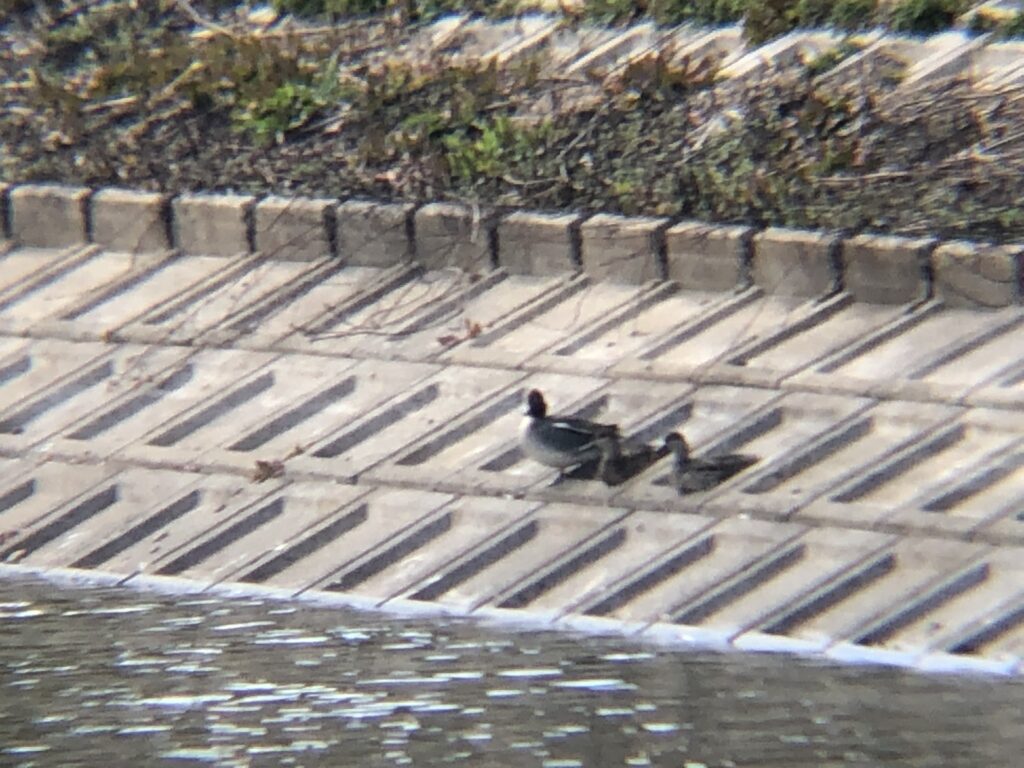 ヒドリガモ 高松市牟礼町 原 ため池 3月