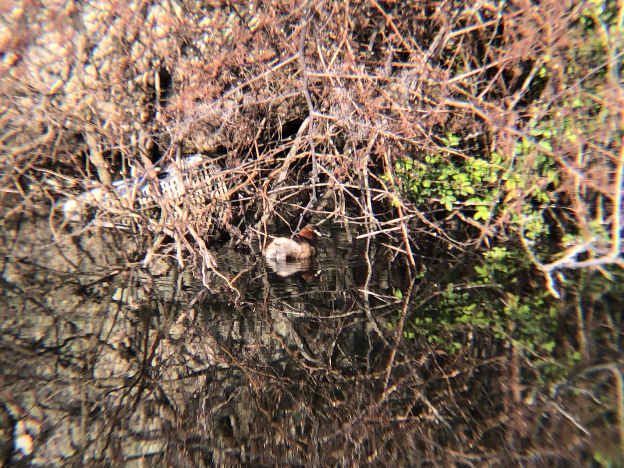 ため池のカイツブリ