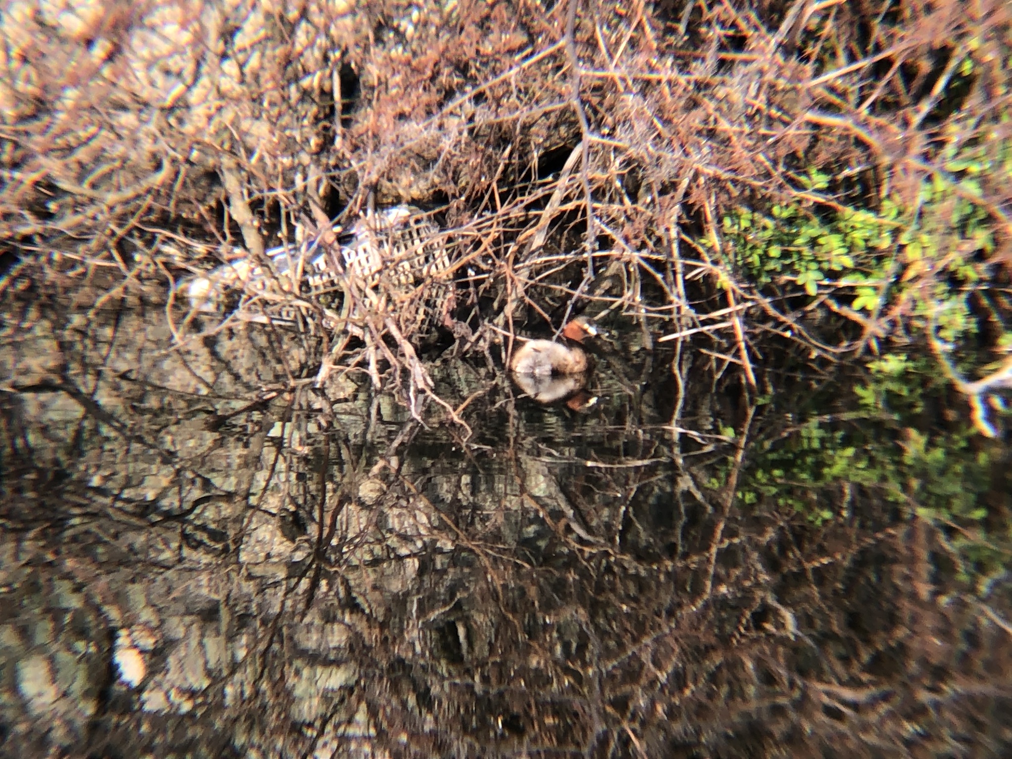 ため池のカイツブリ