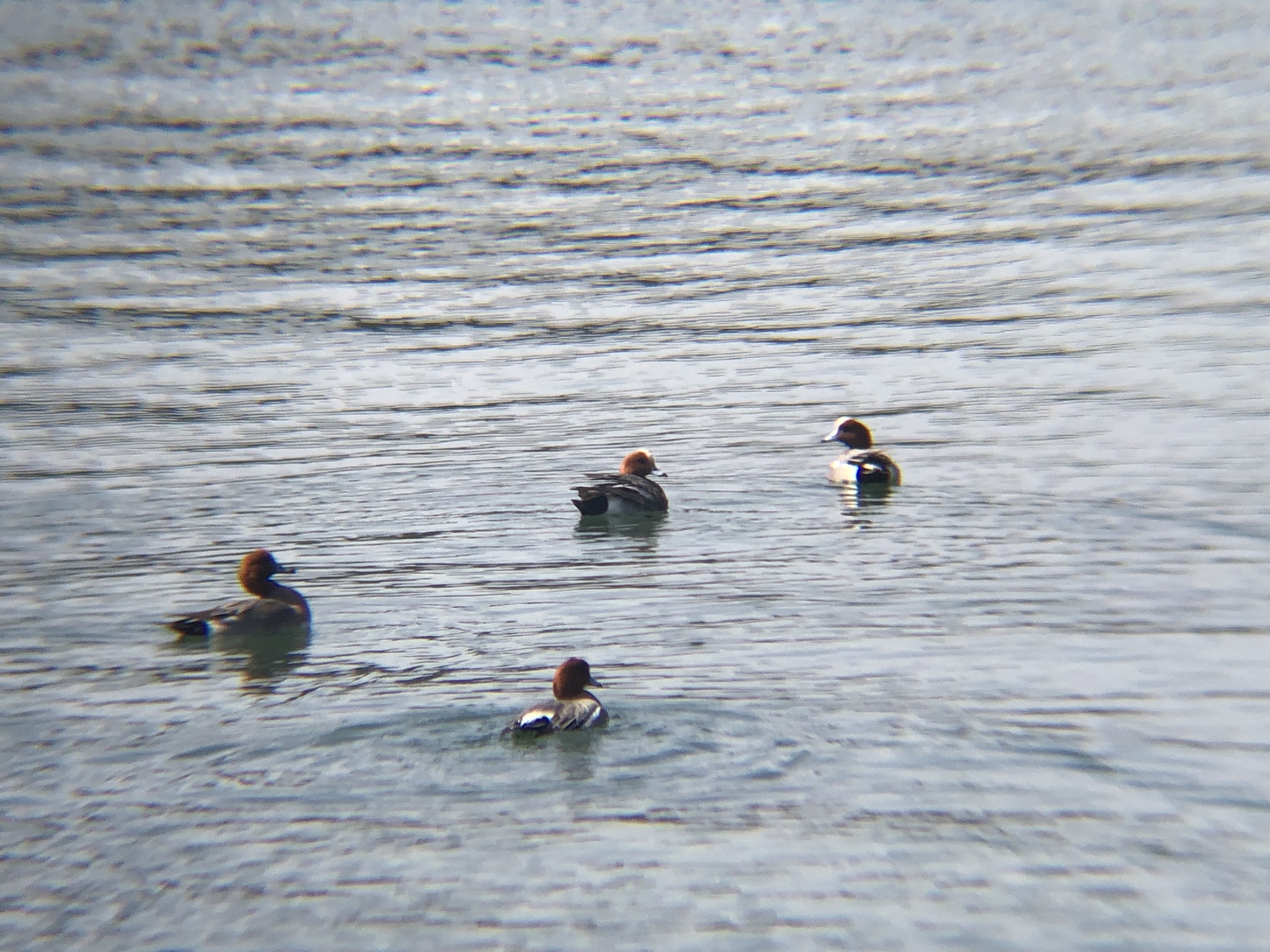 ヒドリガモ 高松市牟礼町海岸 3月