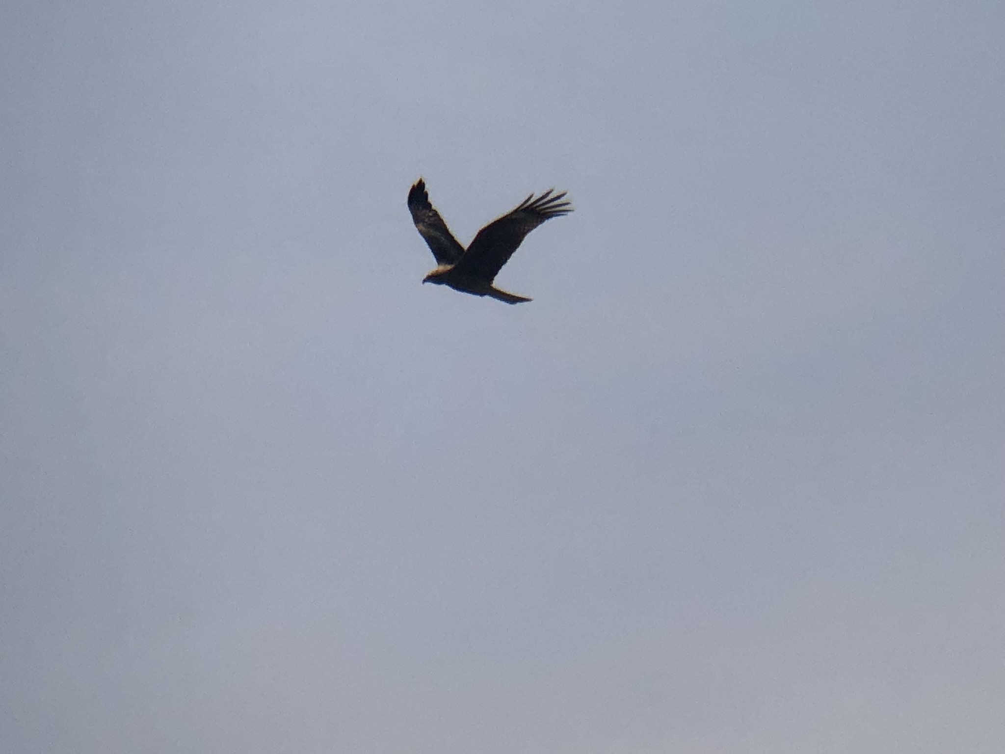 トビ 牟礼町3月撮影