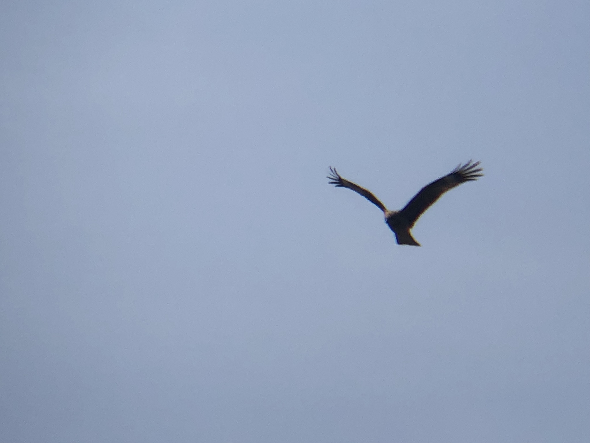 トビ 牟礼町3月撮影