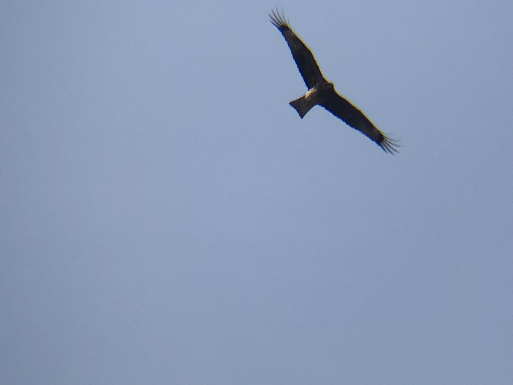 トビ 牟礼町3月撮影