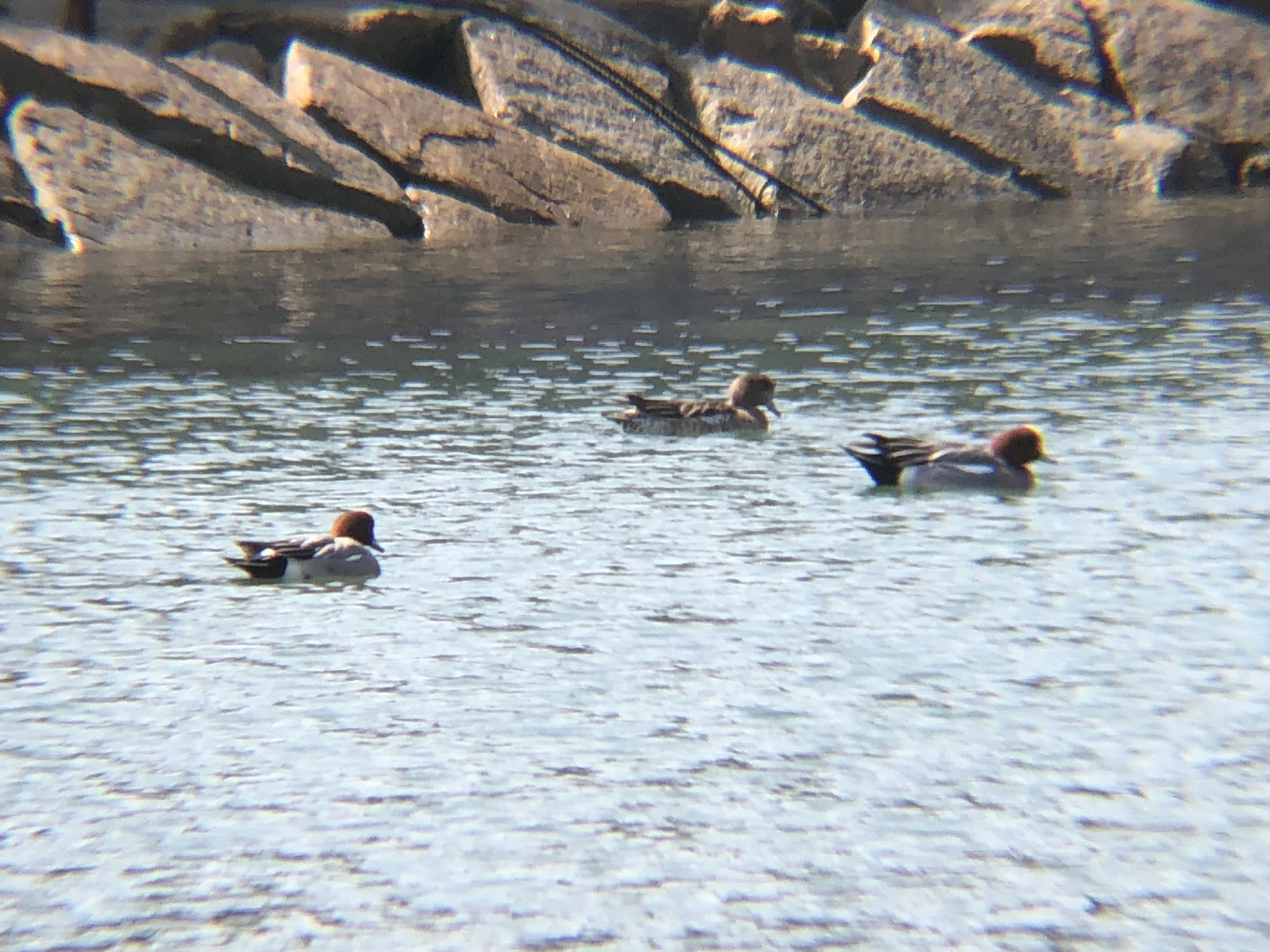 ヒドリガモ 高松市牟礼町海岸 3月
