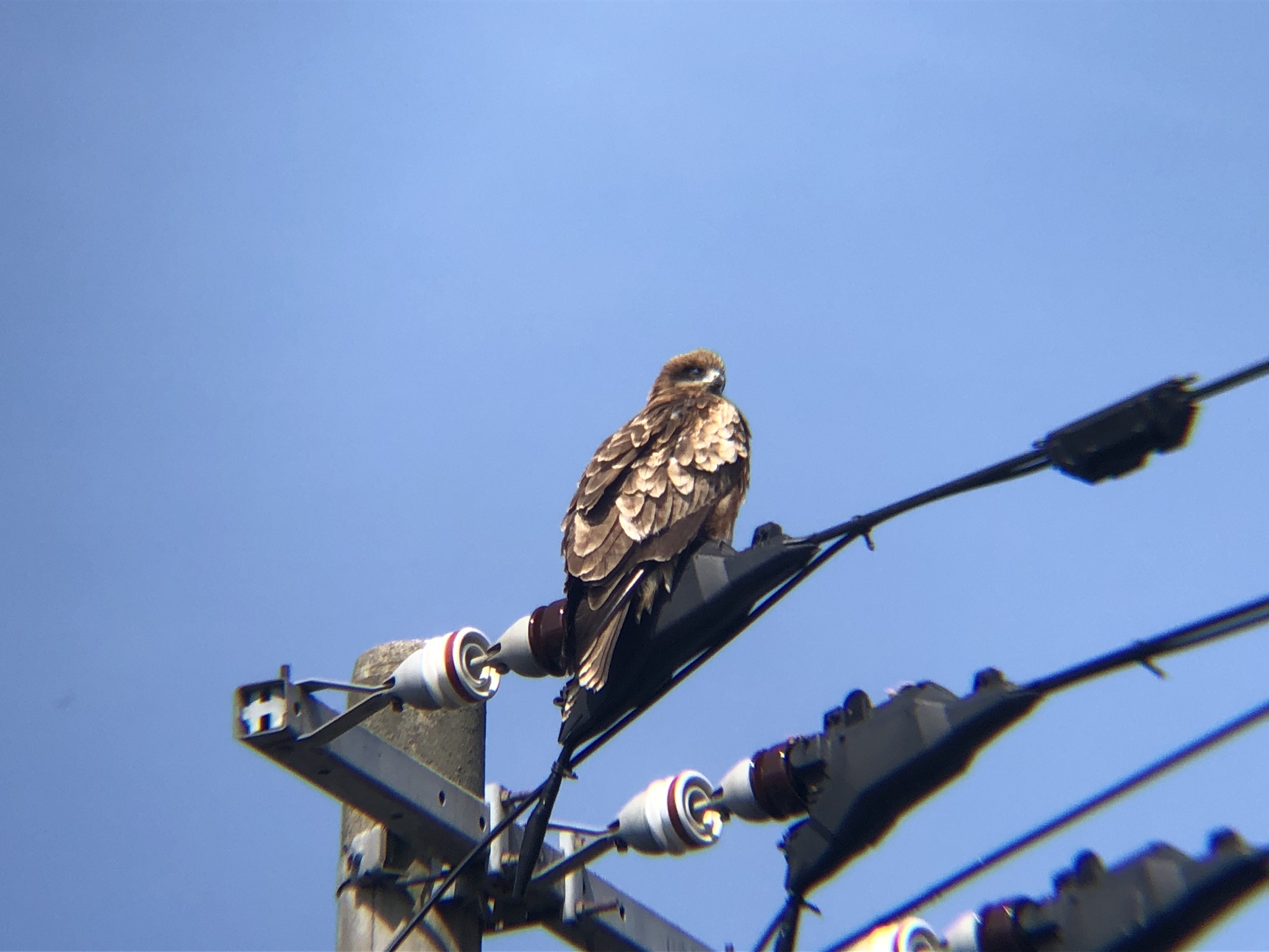 トビ 牟礼町3月撮影